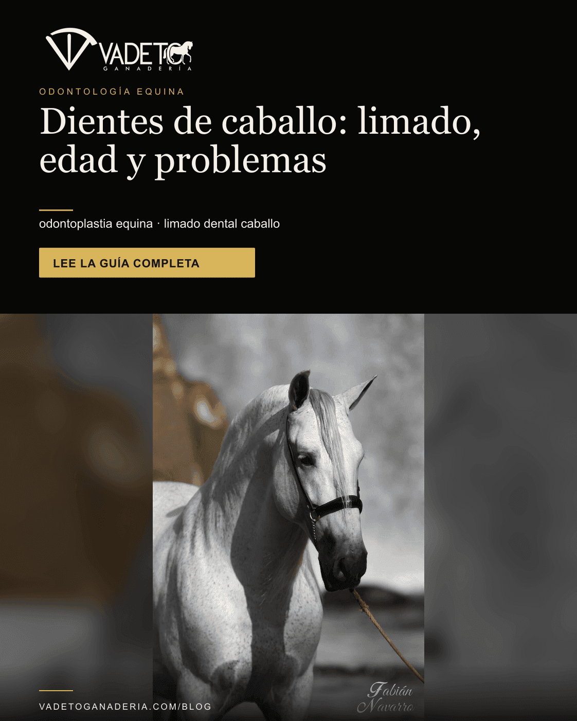 Portada editorial de Vadeto: Odontología equina: limado, dientes y problemas