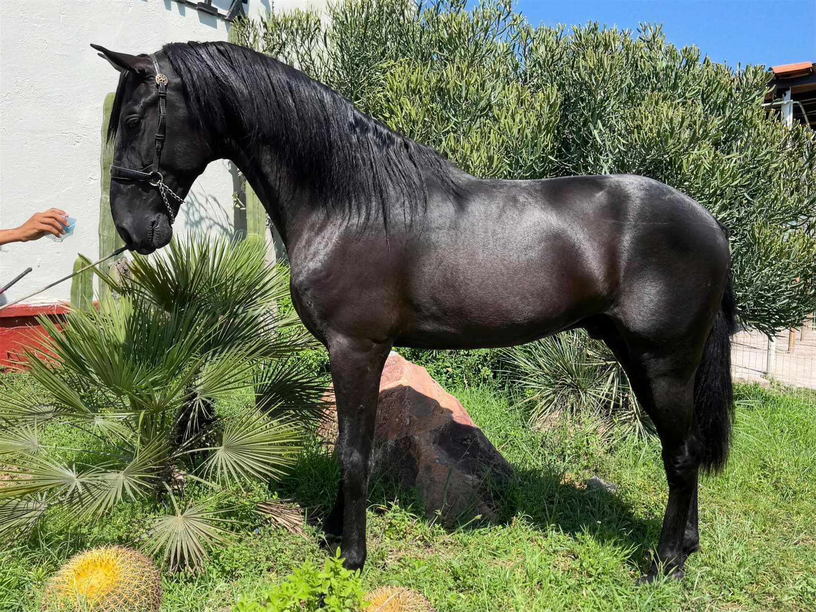 Cómo la salud de un caballo español afecta su precio de compra