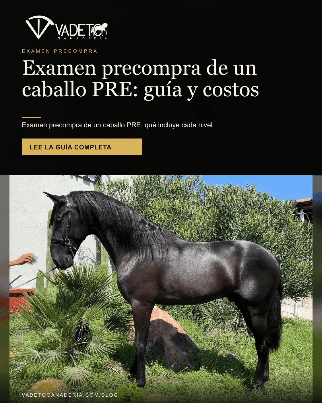 Portada editorial de Vadeto: Examen precompra de un caballo PRE: guía y costos