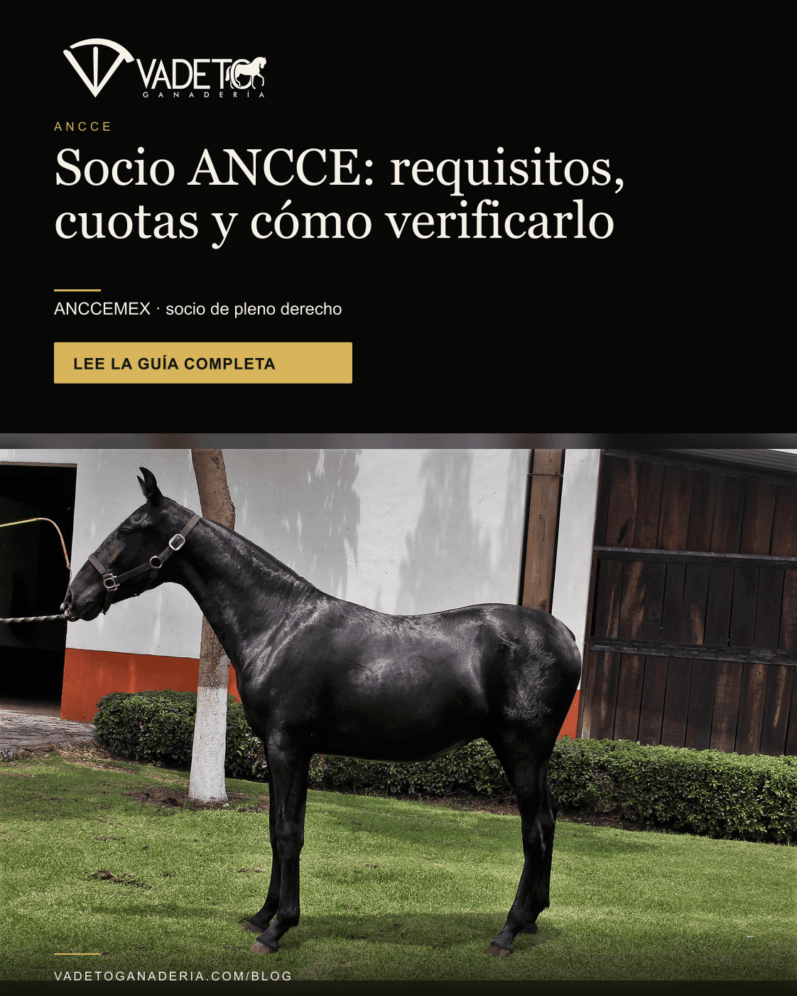 Portada editorial de Vadeto: Socio ANCCE: requisitos, cuotas y cómo verificarlo