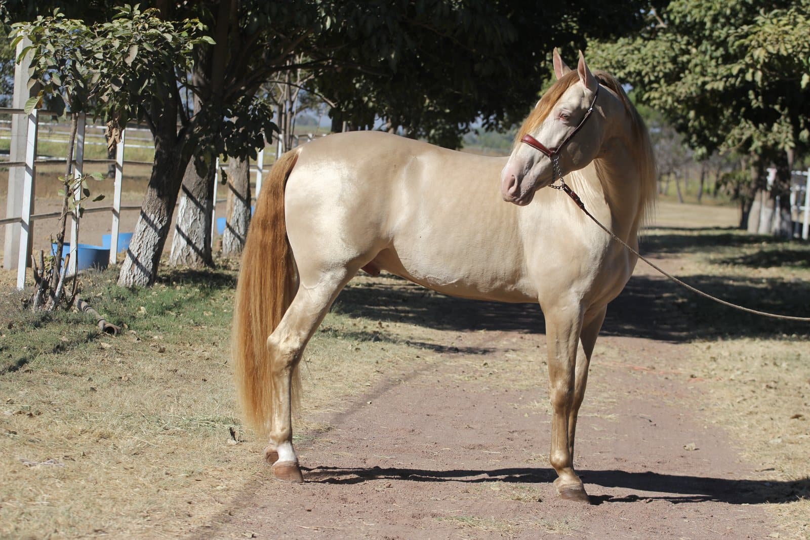 Tipos de capas (colores) en el caballo PRE — guía completa