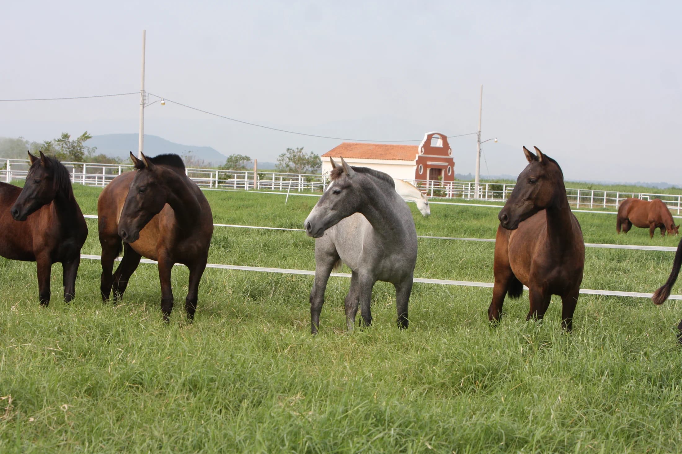 Grupo de yeguas de Vadeto avanzando en el campo