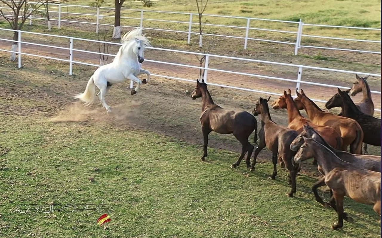 Razas de caballos en México: guía completa de un criador — para qué sirve cada una y cuál te conviene