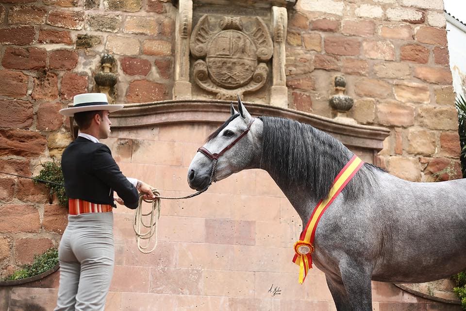 Noble de Trujillo — foto 3