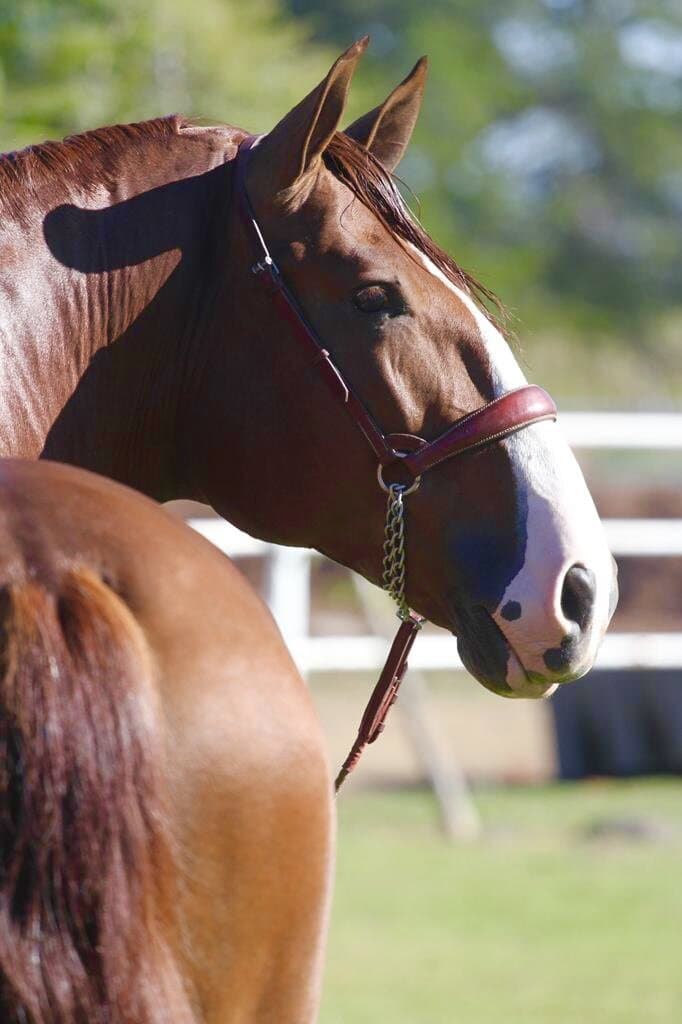Gladiador de Vadeto — foto 2