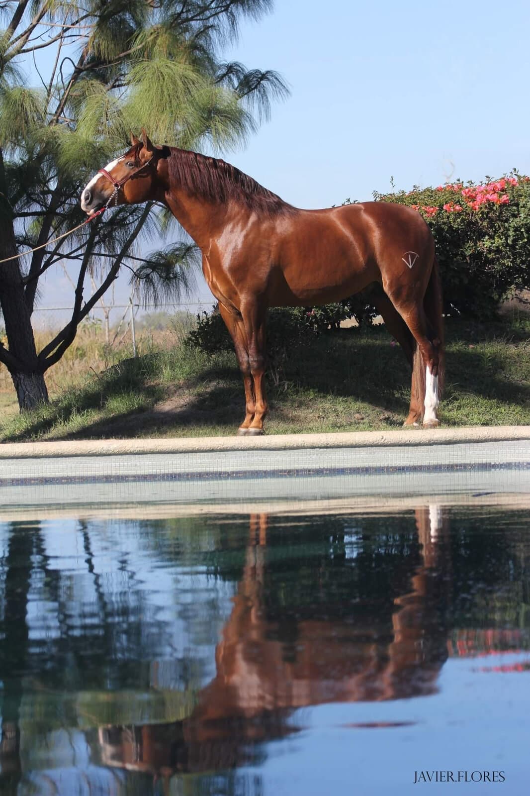 Gladiador de Vadeto — foto 3