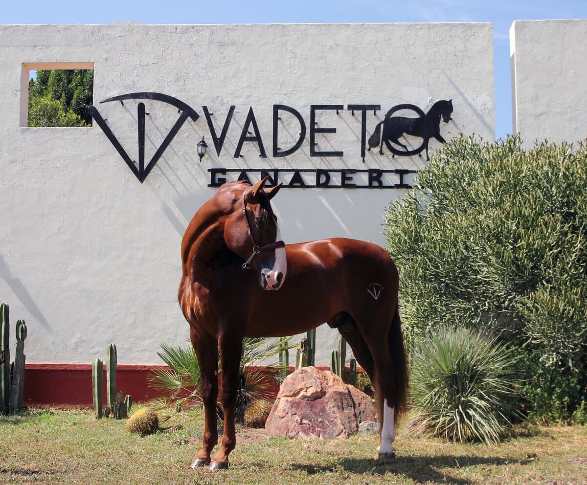 Gladiador de Vadeto — foto 4