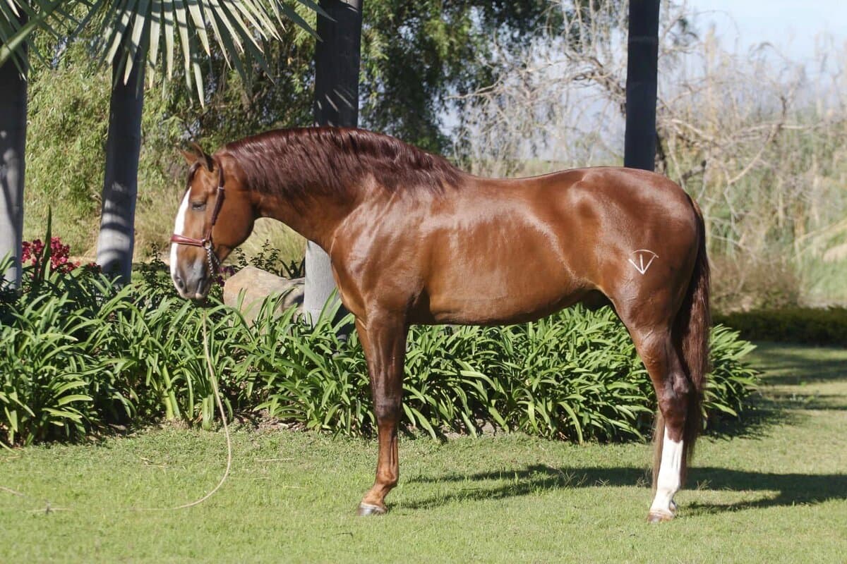 Gladiador de Vadeto — foto 5