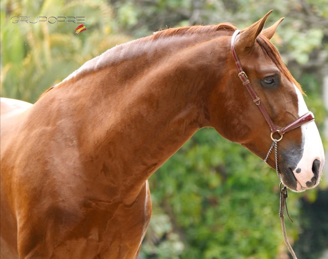 Gladiador de Vadeto — foto 6