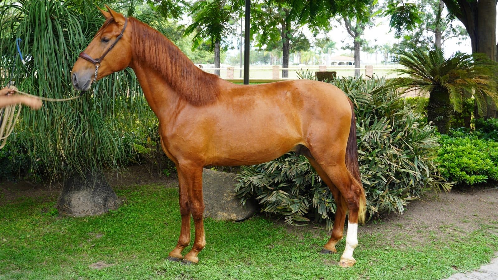 Olimpo
