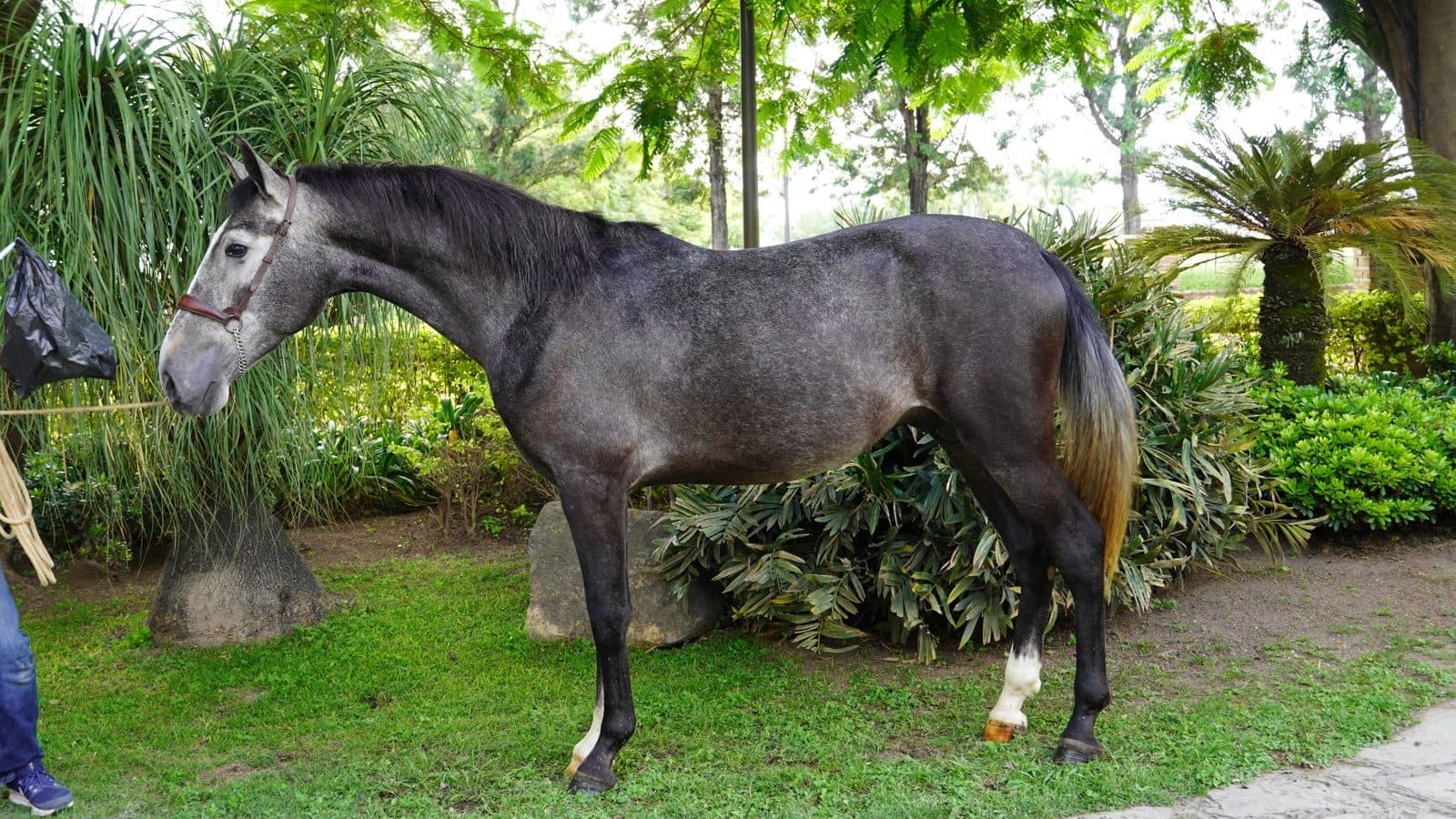 Orión