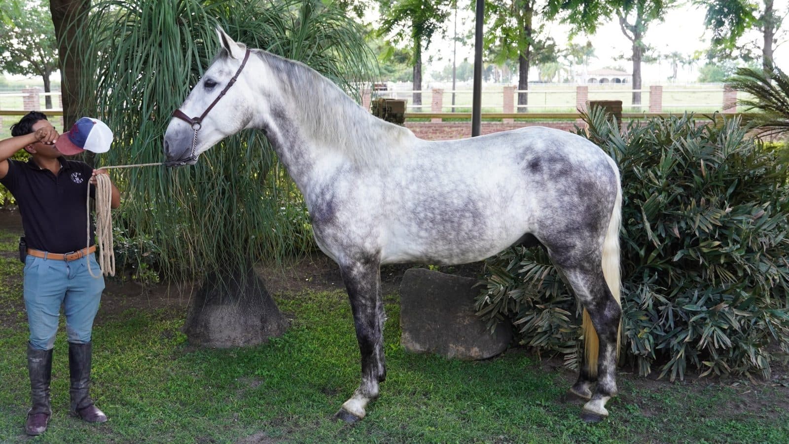 Osado