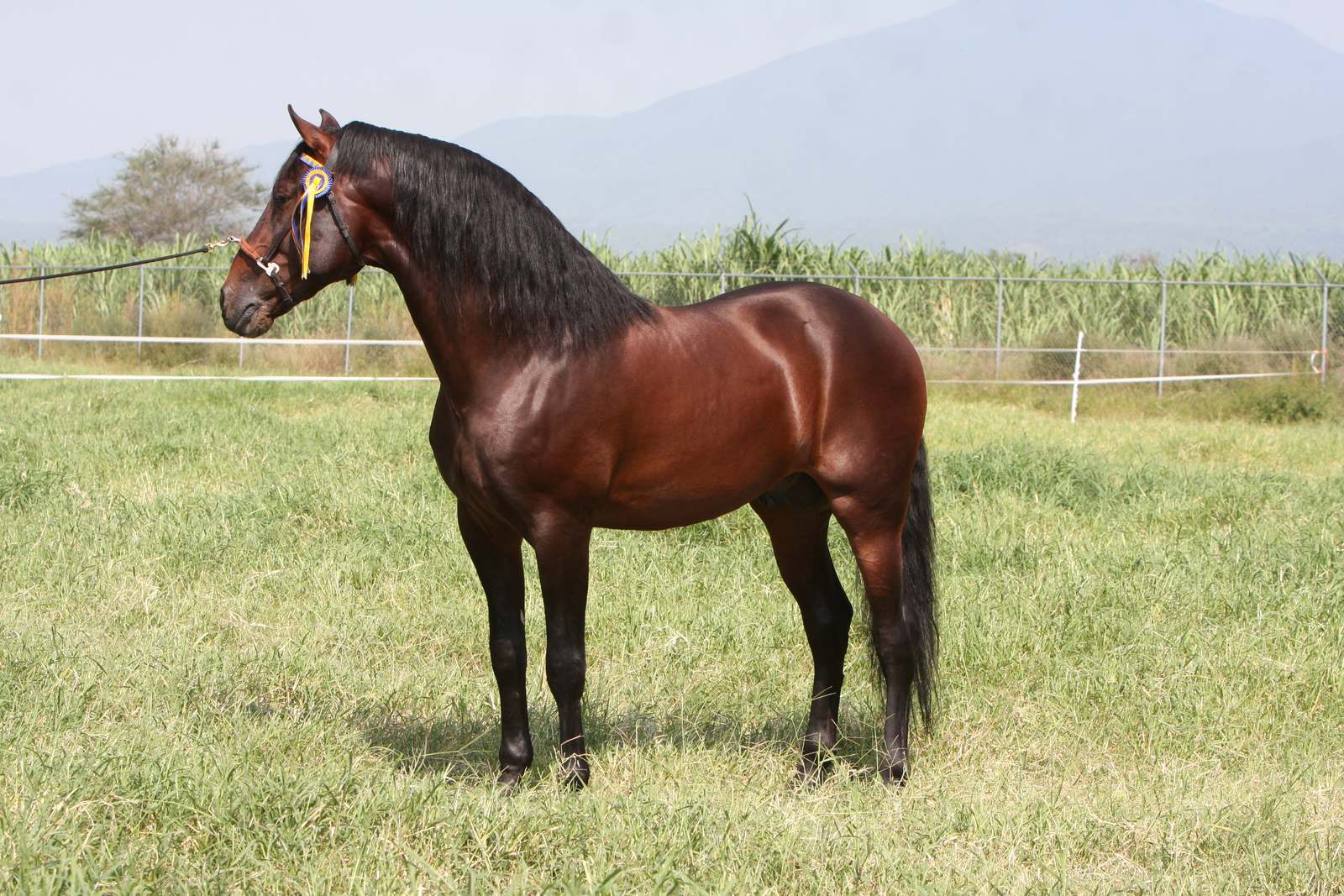 Caballo español PRE castaño de crin larga y negra, parado de cuerpo completo en un potrero con cerros al fondo