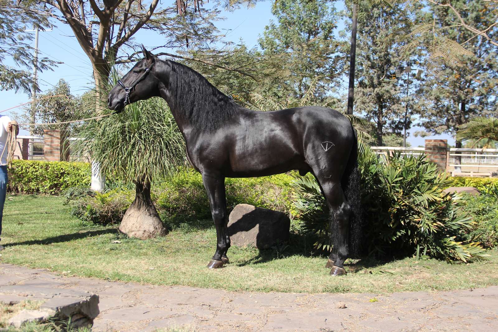 Fundador de Vadeto, caballo español PRE de capa negra, de perfil completo entre palmeras y arbustos en el rancho