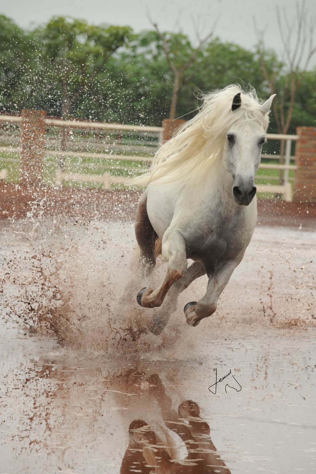 Caballo español PRE blanco galopando de frente sobre un picadero encharcado, con el agua salpicando bajo sus manos
