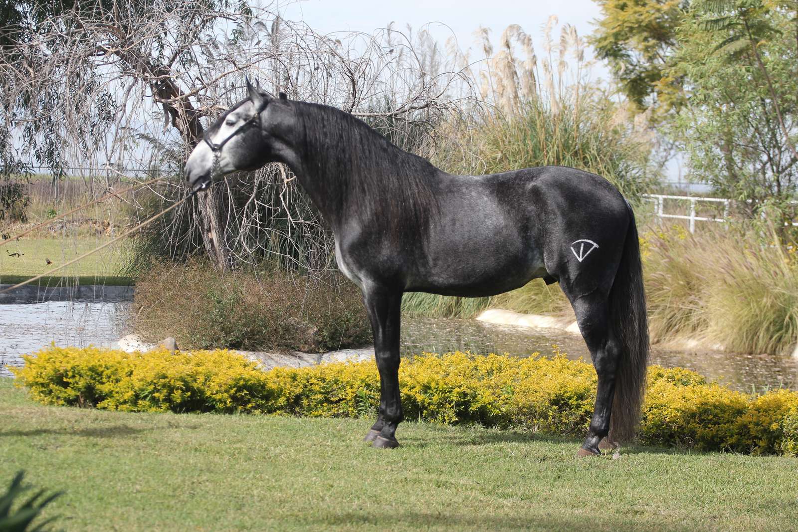 Imperio de Vadeto, caballo español PRE tordo todavía oscuro, de perfil completo junto a un jardín con flores amarillas