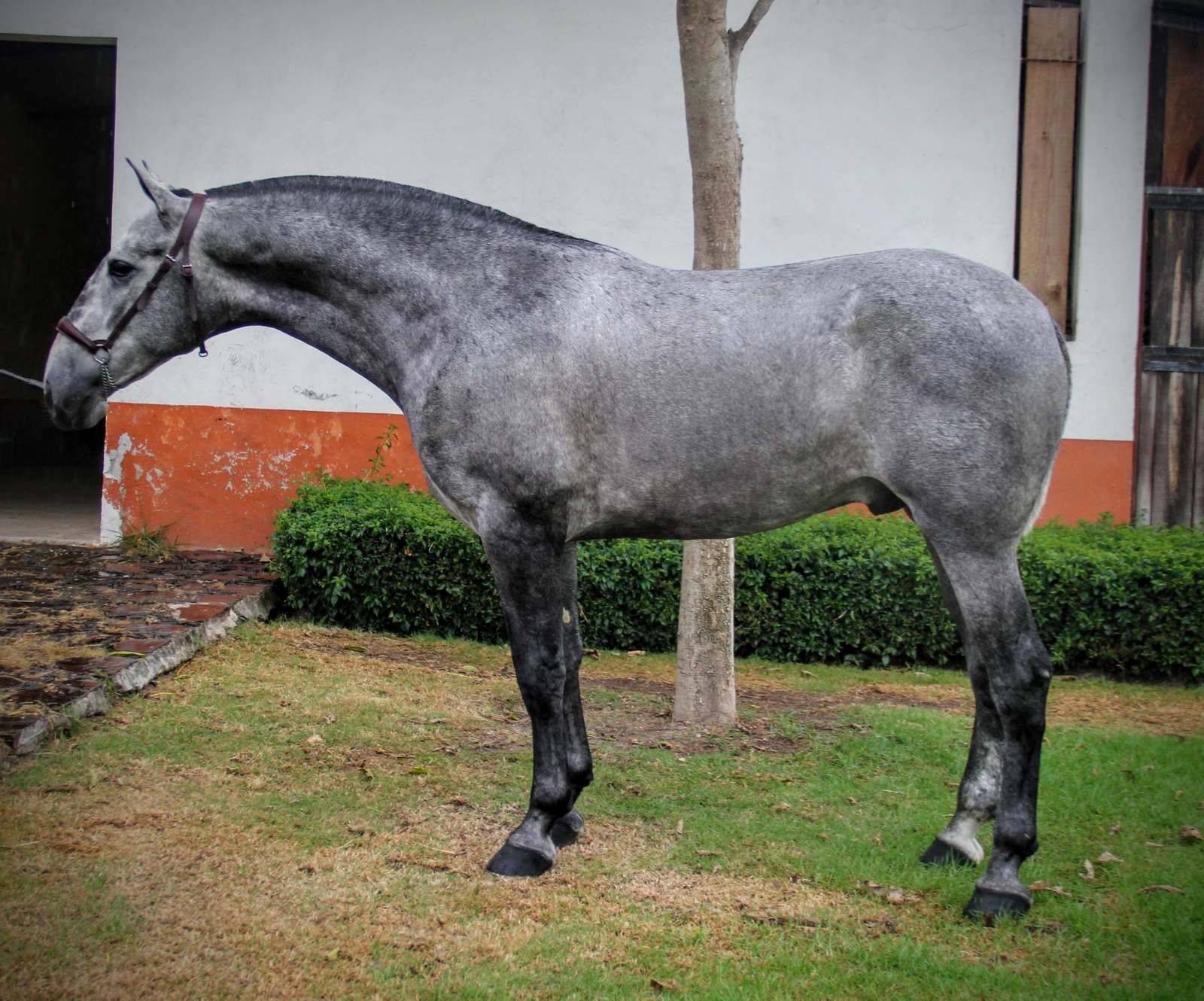 Caballo español PRE tordo de pie en el jardín del rancho de Vadeto, con el pelo gris moteado que aclara con la edad