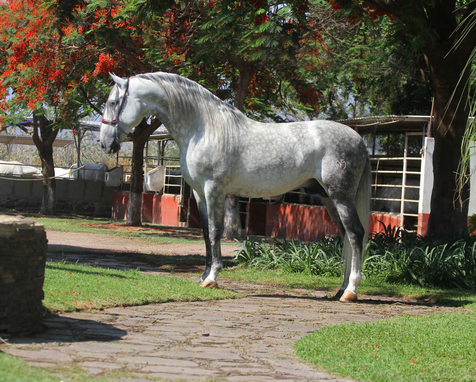 Repolón HCL II, caballo español PRE tordo, de cuerpo completo en un jardín bajo un árbol de flores rojas