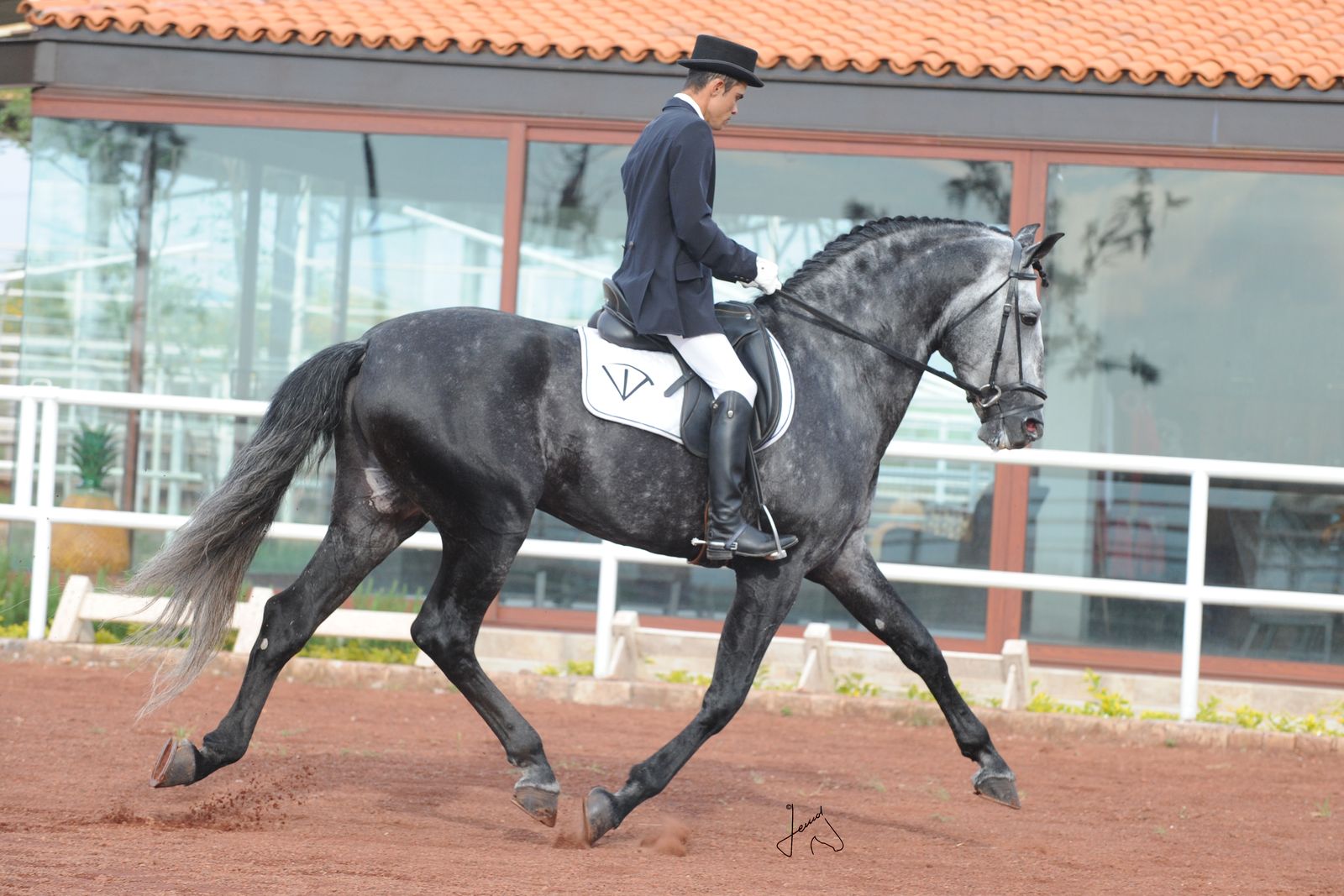 Jinete de doma clásica con sombrero de copa trotando sobre un caballo español tordo oscuro en un picadero de arena