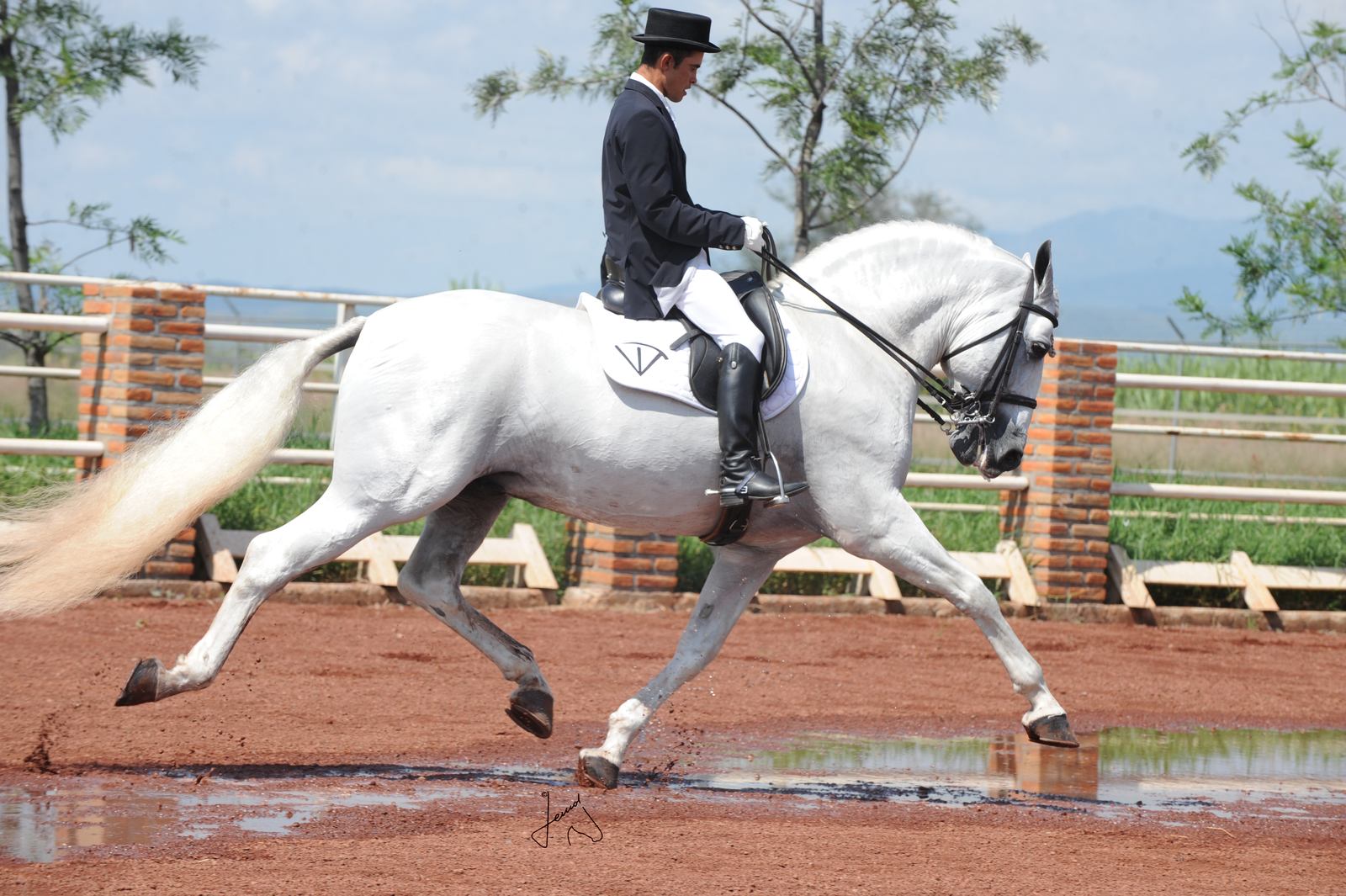 Jinete con sombrero de copa y levita montando un caballo español blanco al trote en un picadero de arena roja