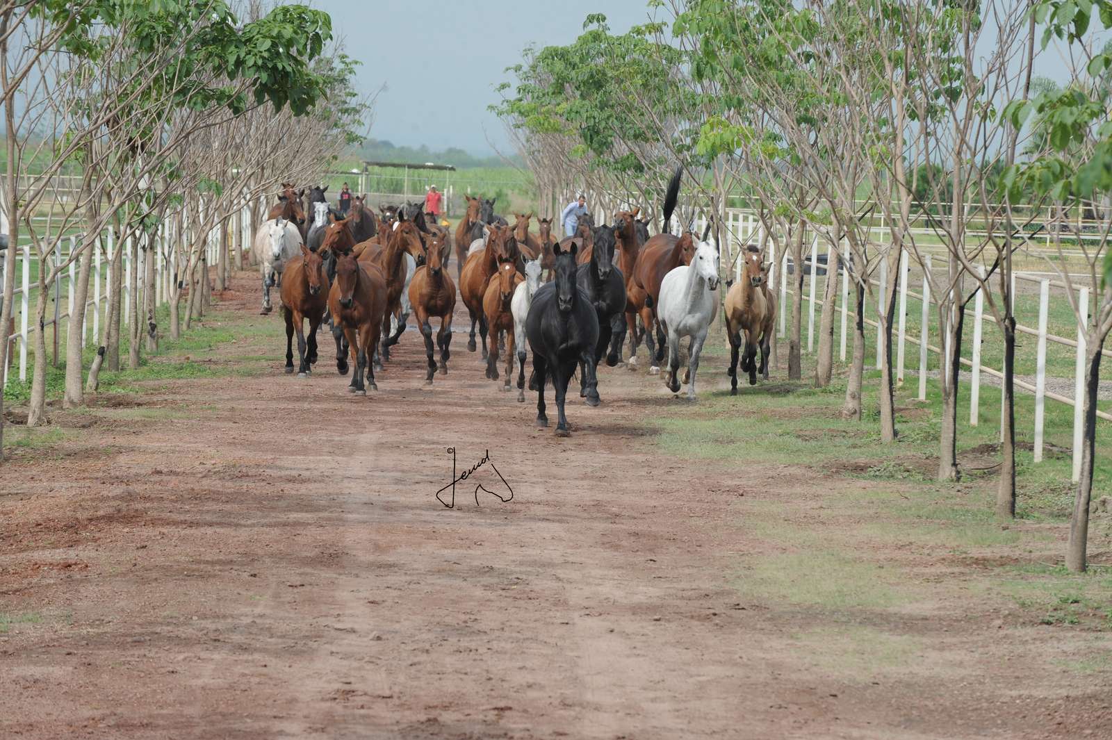 Manada de caballos españoles castaños, negros y tordos avanzando por un camino de tierra entre dos hileras de árboles
