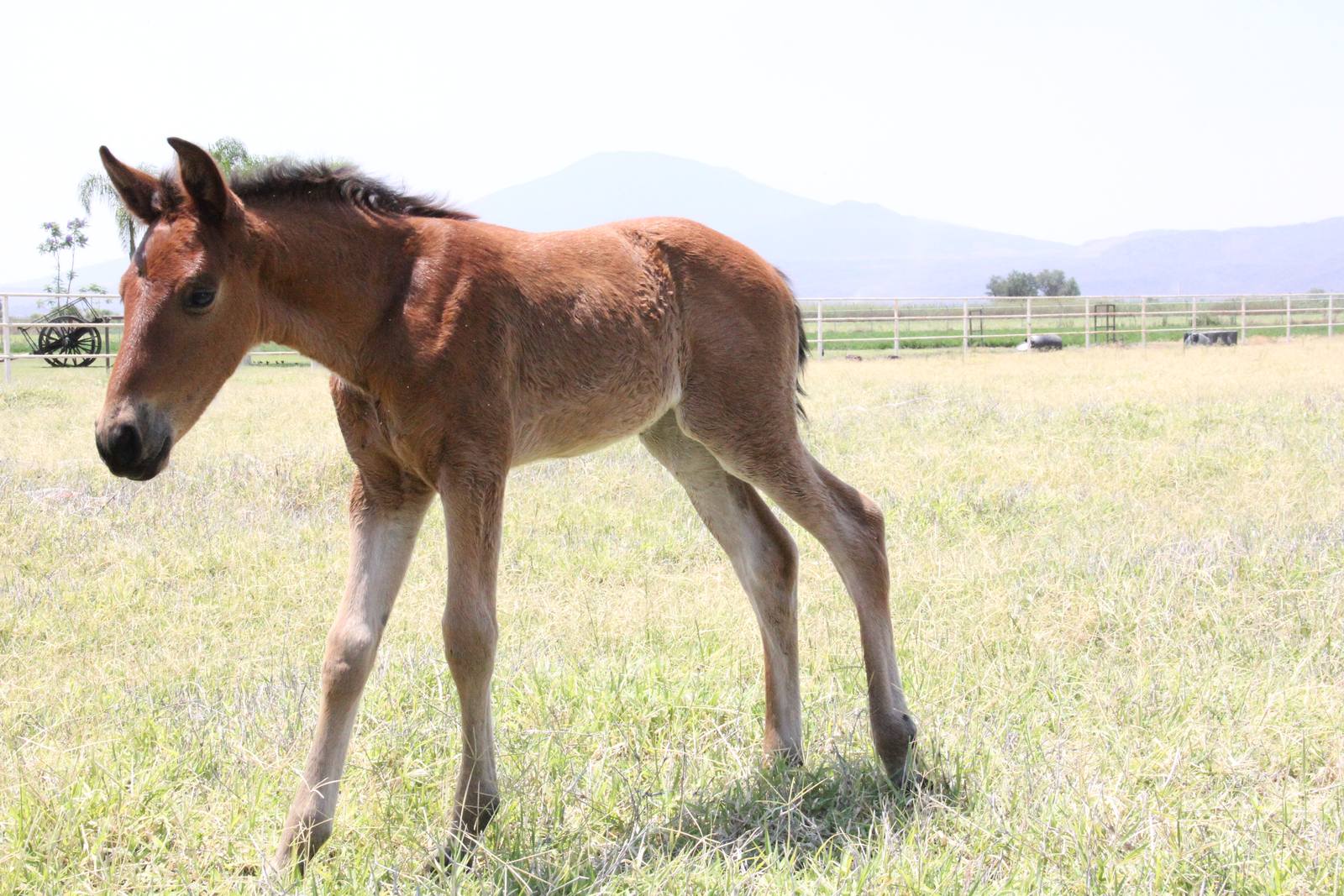 Potra de caballo español hija de Remache XXIII y Burbuja, de pelo castaño, parada de perfil en el potrero