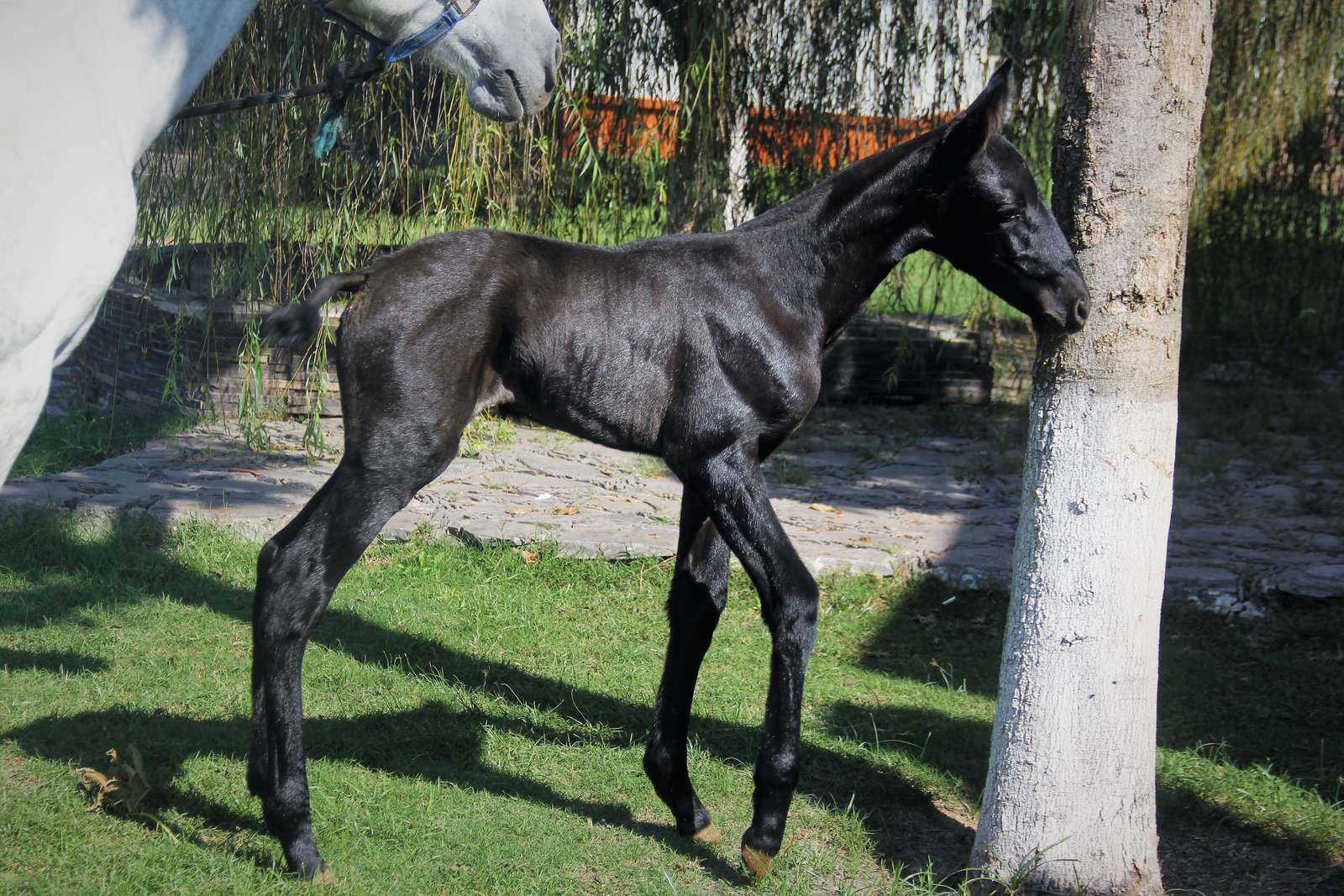 Potra recién nacida de caballo español, de pelo negro y patas largas, parada en el pasto a la sombra de un árbol