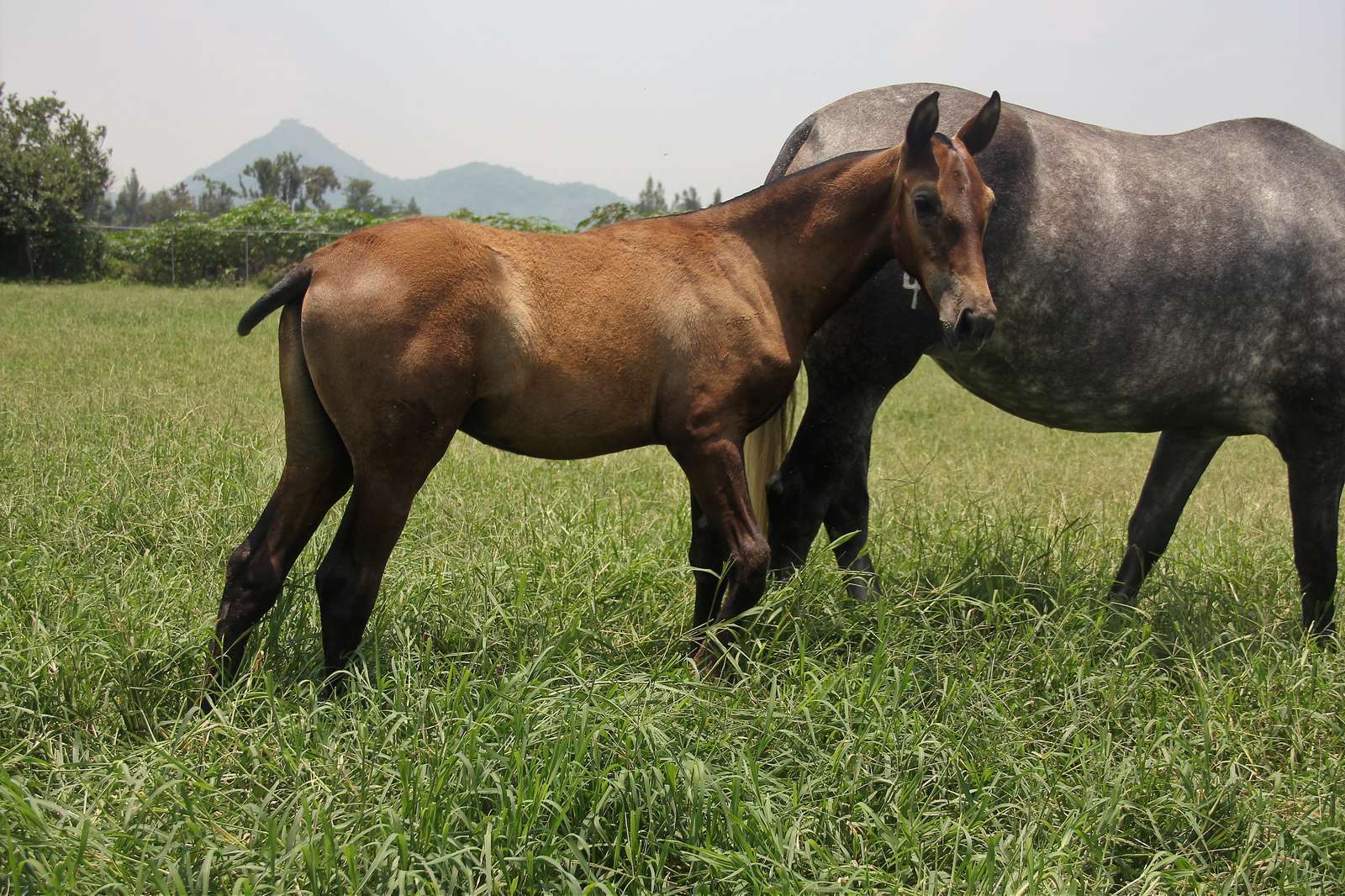 Potro de caballo español de pelo castaño caminando en un potrero de pasto alto junto a una yegua torda
