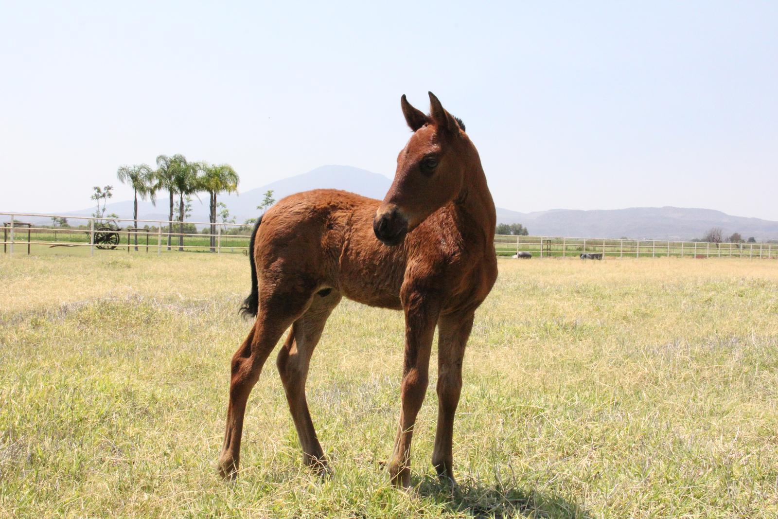 Potro de caballo español PRE de pocos meses, parado en un potrero de pasto seco con palmeras y cerros al fondo