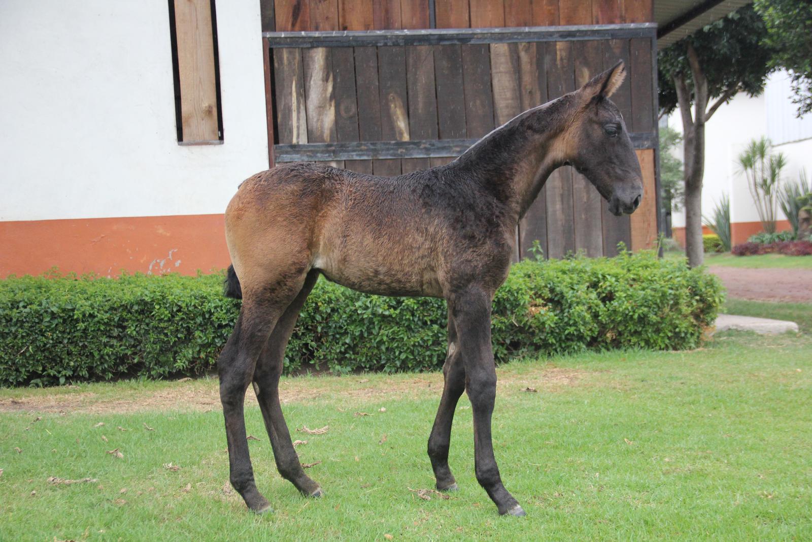 Potro de caballo español de pocos meses, pelo oscuro y patas largas, parado solo en el pasto frente a la caballeriza