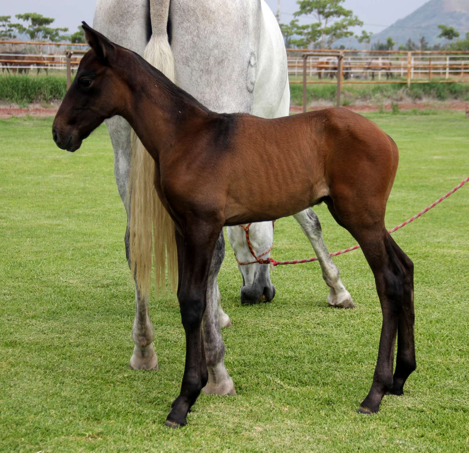 Potro de caballo español de pelo castaño parado junto a su madre, una yegua blanca, en el pasto del rancho
