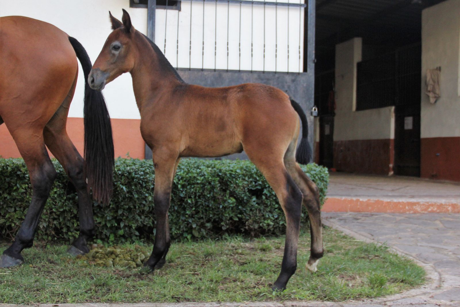 Potro de caballo español de pelo castaño con crin y patas oscuras, parado junto a su madre frente a las caballerizas