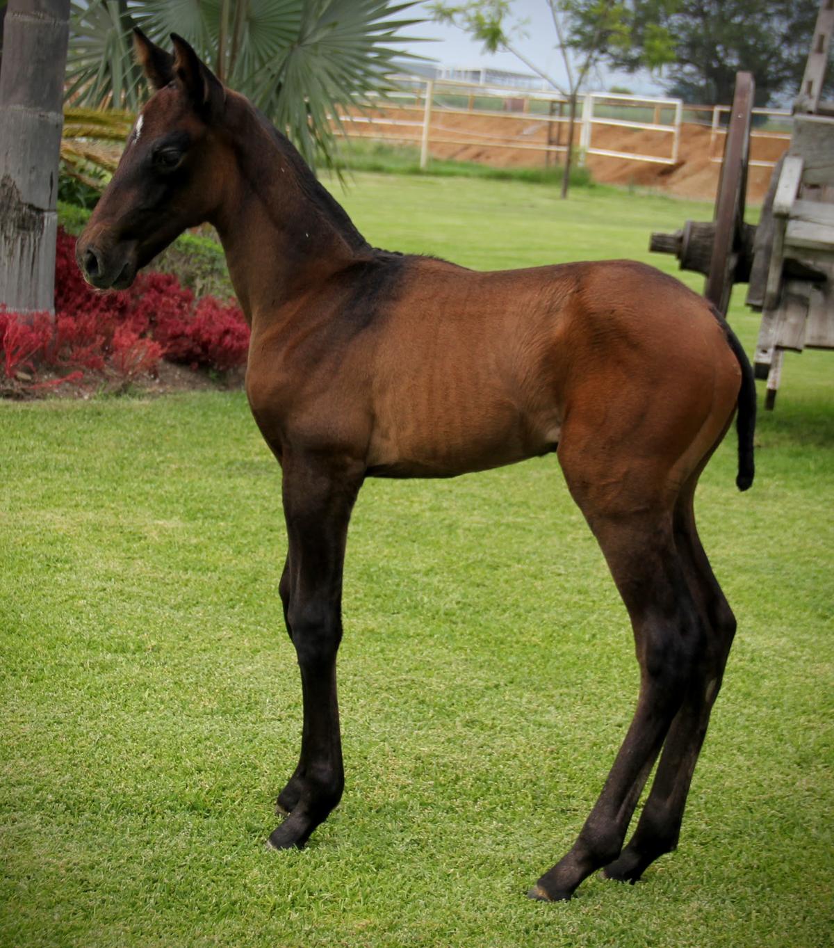 Potro de caballo español de pocas semanas, de patas largas y pelo castaño, parado en el pasto junto a unas palmas