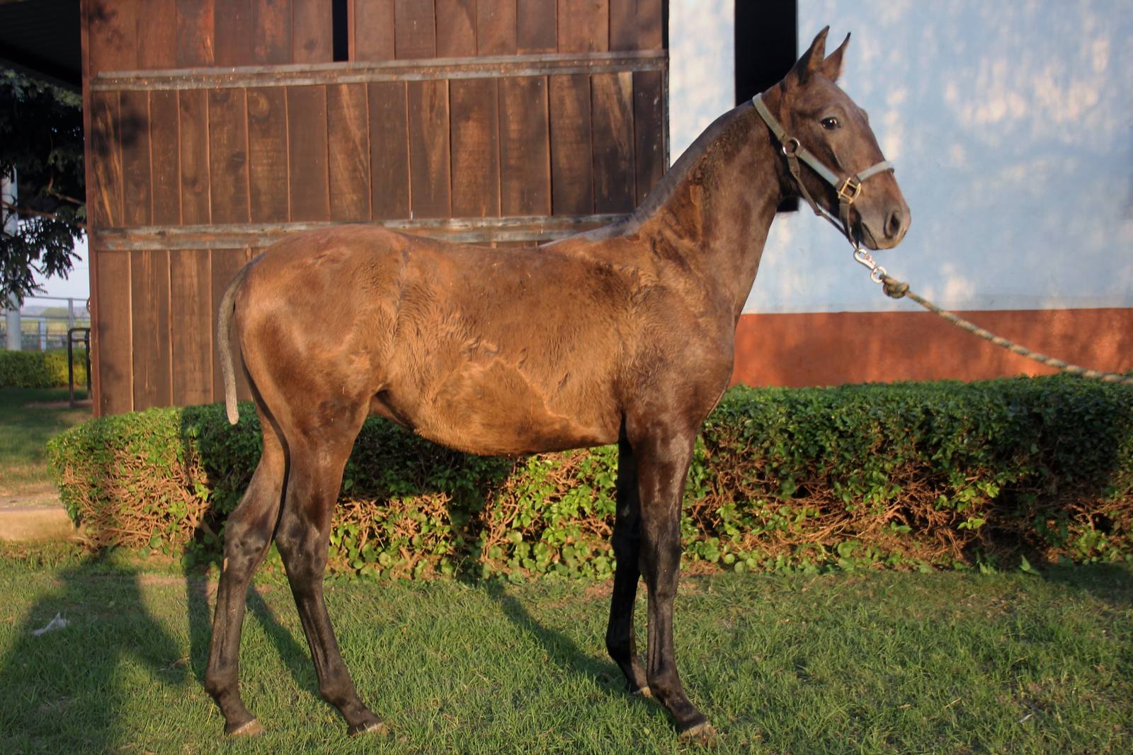 Potro de caballo español de pelo castaño, ya más alto y todavía delgado, parado de perfil frente a una caballeriza