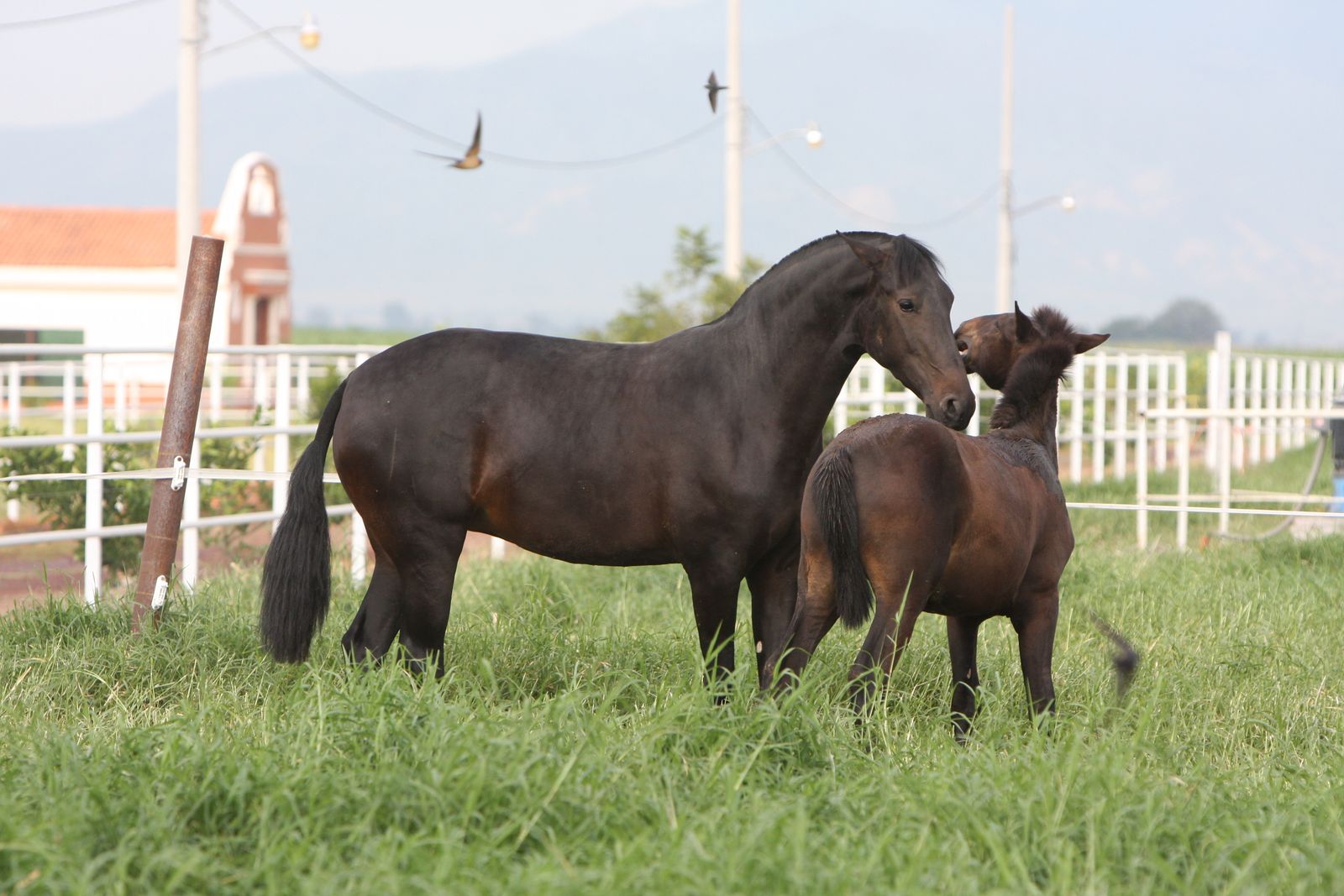 Yegua de caballo español de pelo oscuro pastando junto a su cría en un potrero verde cercado del rancho