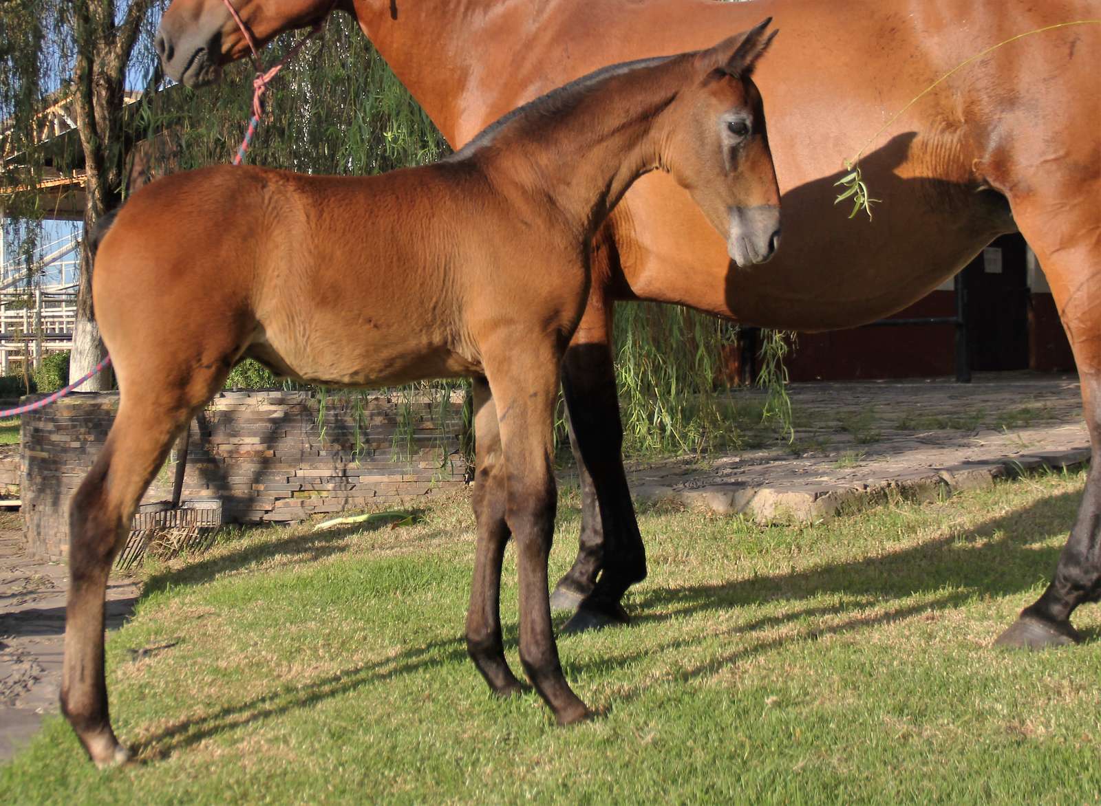 Yegua de caballo español de pelo castaño con su potro recién nacido al costado, en el pasto con sol de la tarde