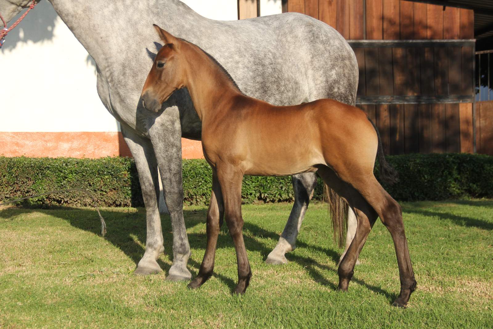 Yegua PRE torda con el pelo gris moteado junto a su potro de pelo castaño claro, en el pasto frente a las caballerizas