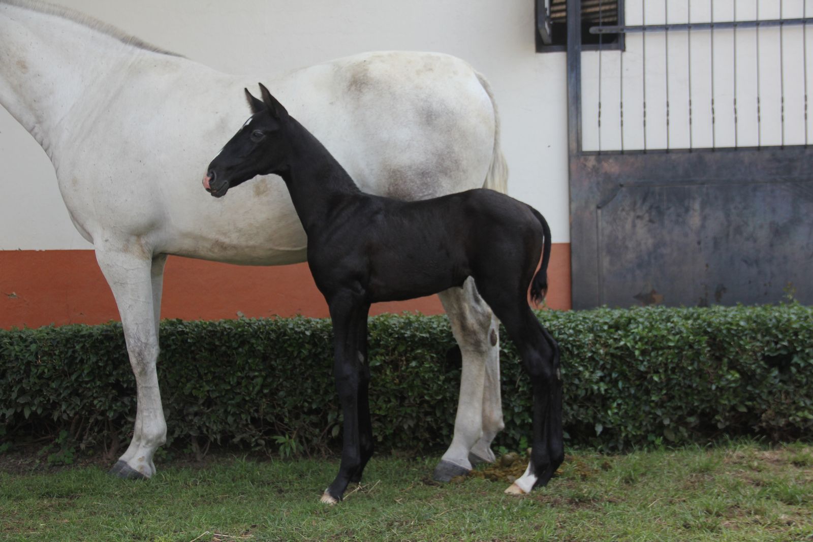 Yegua PRE torda casi blanca junto a su potro recién nacido de pelo negro, parados en el pasto frente a las caballerizas